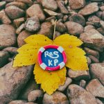 a leaf that is laying on some rocks