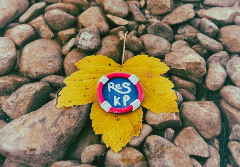 a leaf that is laying on some rocks
